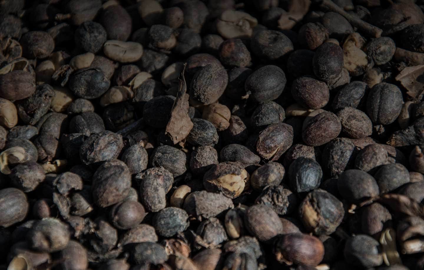 Arabica vs. Robusta: The Two Beans Behind Every Cup
