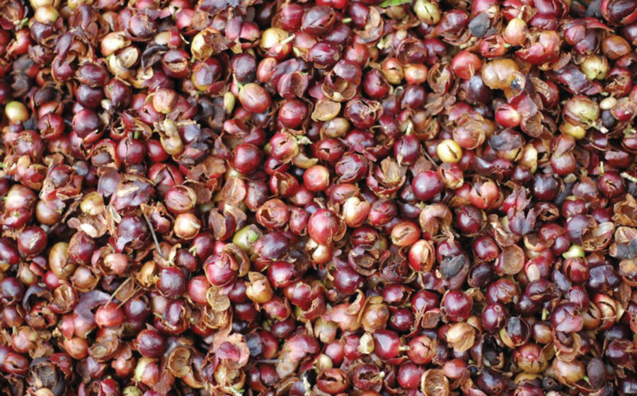 Cascara: When the Coffee Cherry Becomes the Drink
