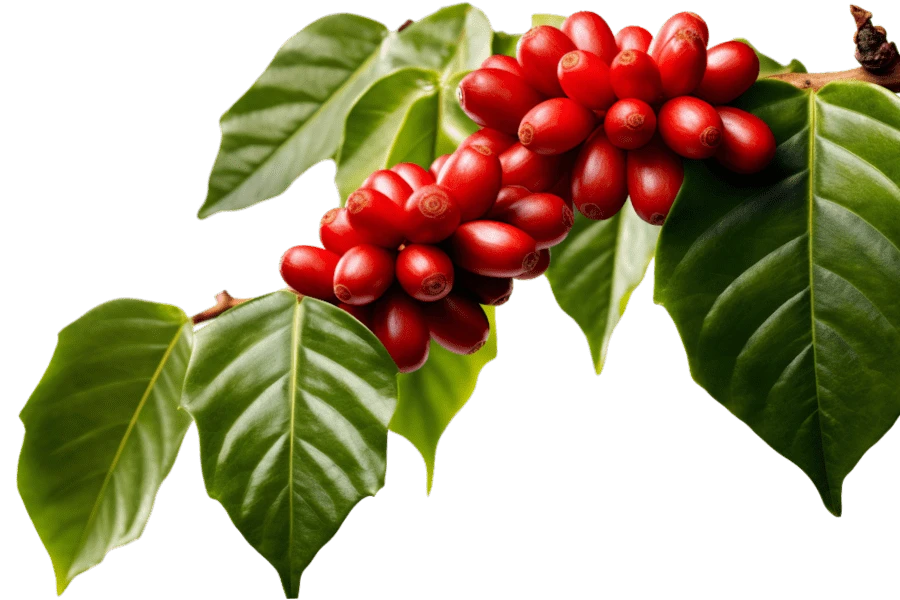 Kona: The Only Coffee Grown in the United States at Scale