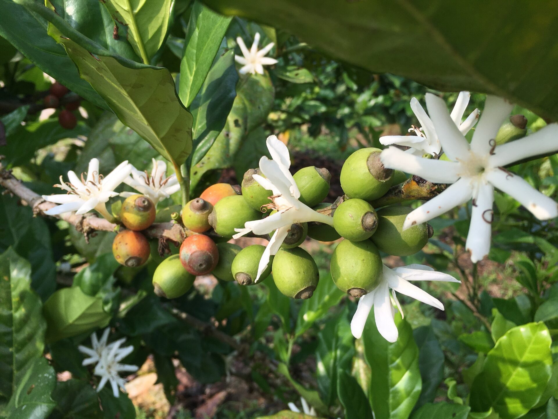 Liberica: The Third Coffee Species Making a Comeback