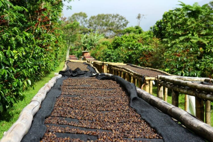 The Most Expensive Coffee Ever Sold