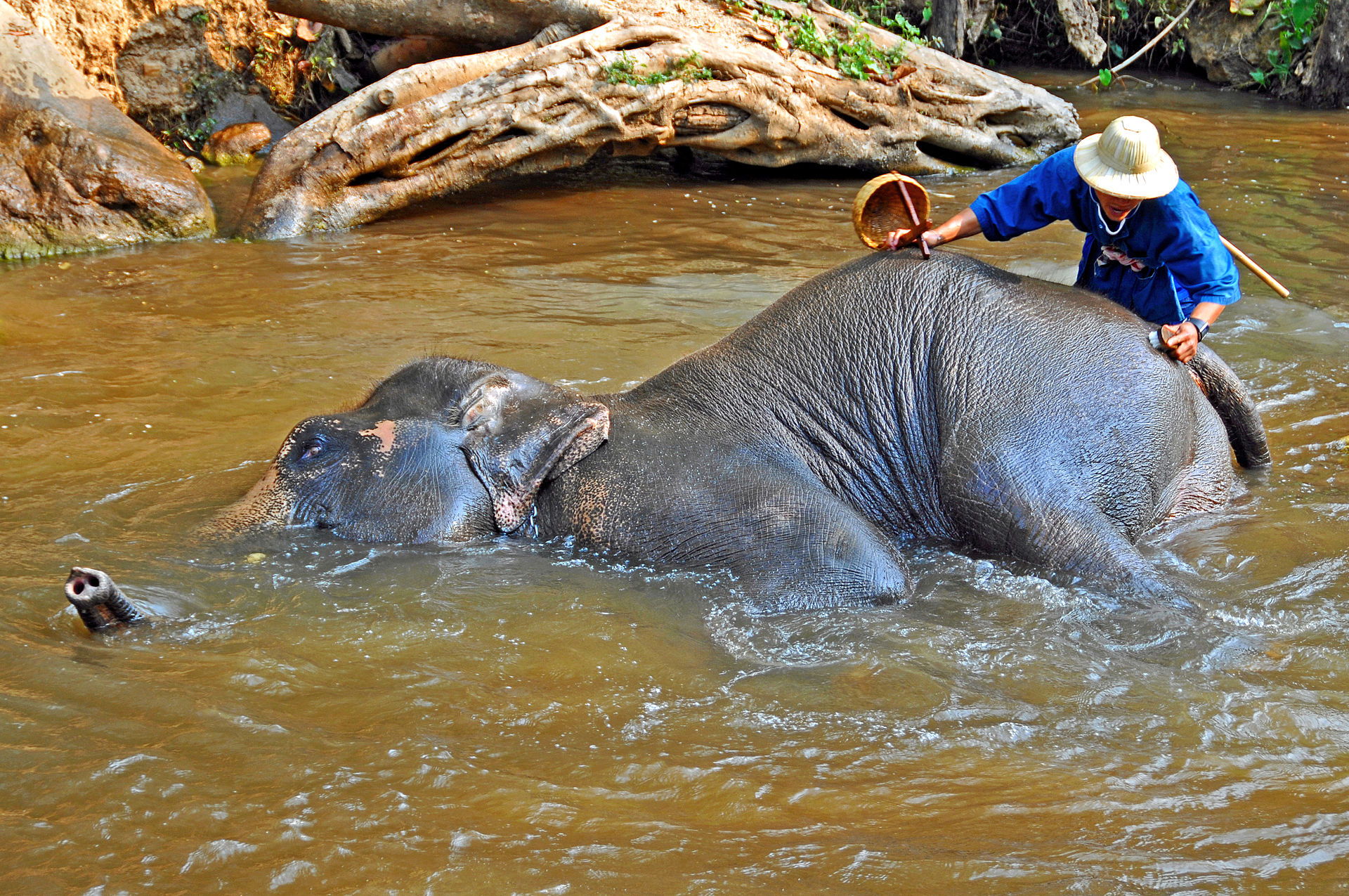 Black Ivory: The Elephant-Refined Coffee