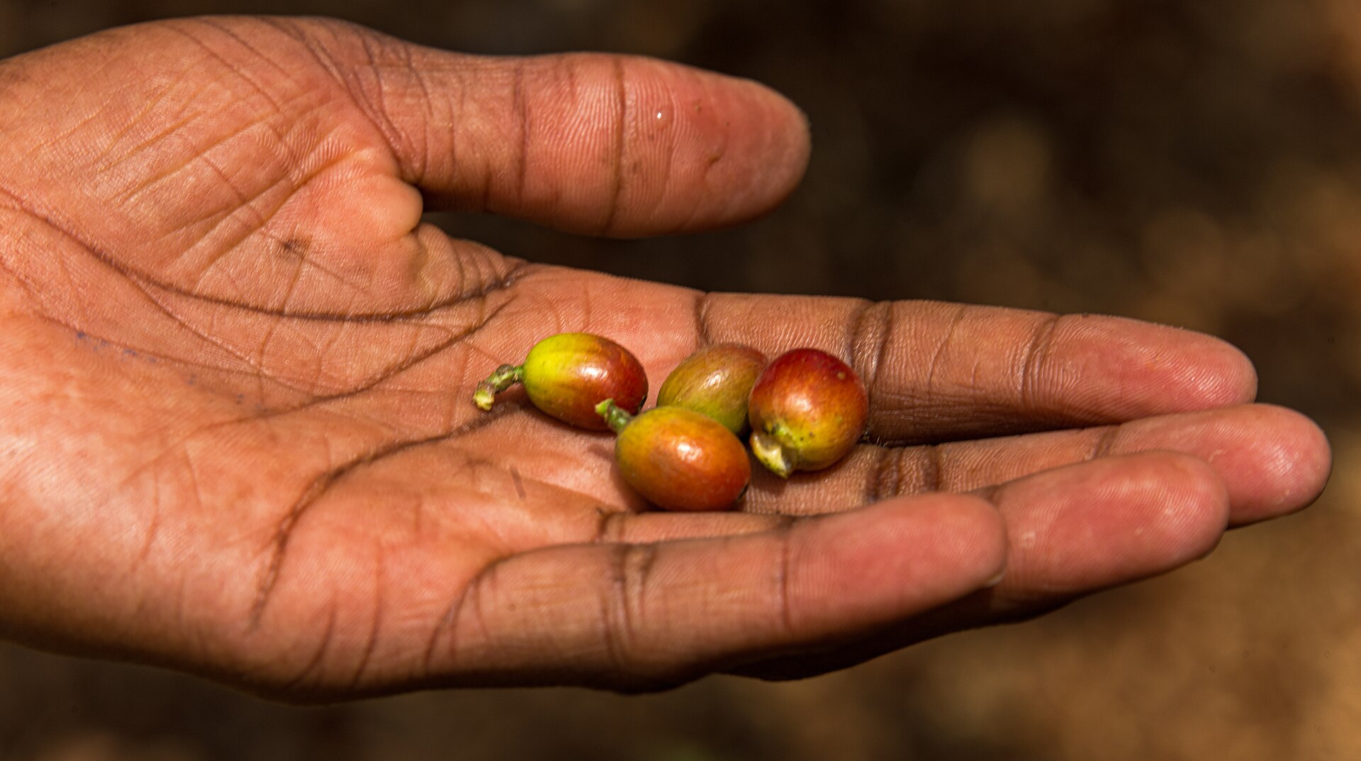 Cascara: When the Coffee Cherry Becomes the Drink