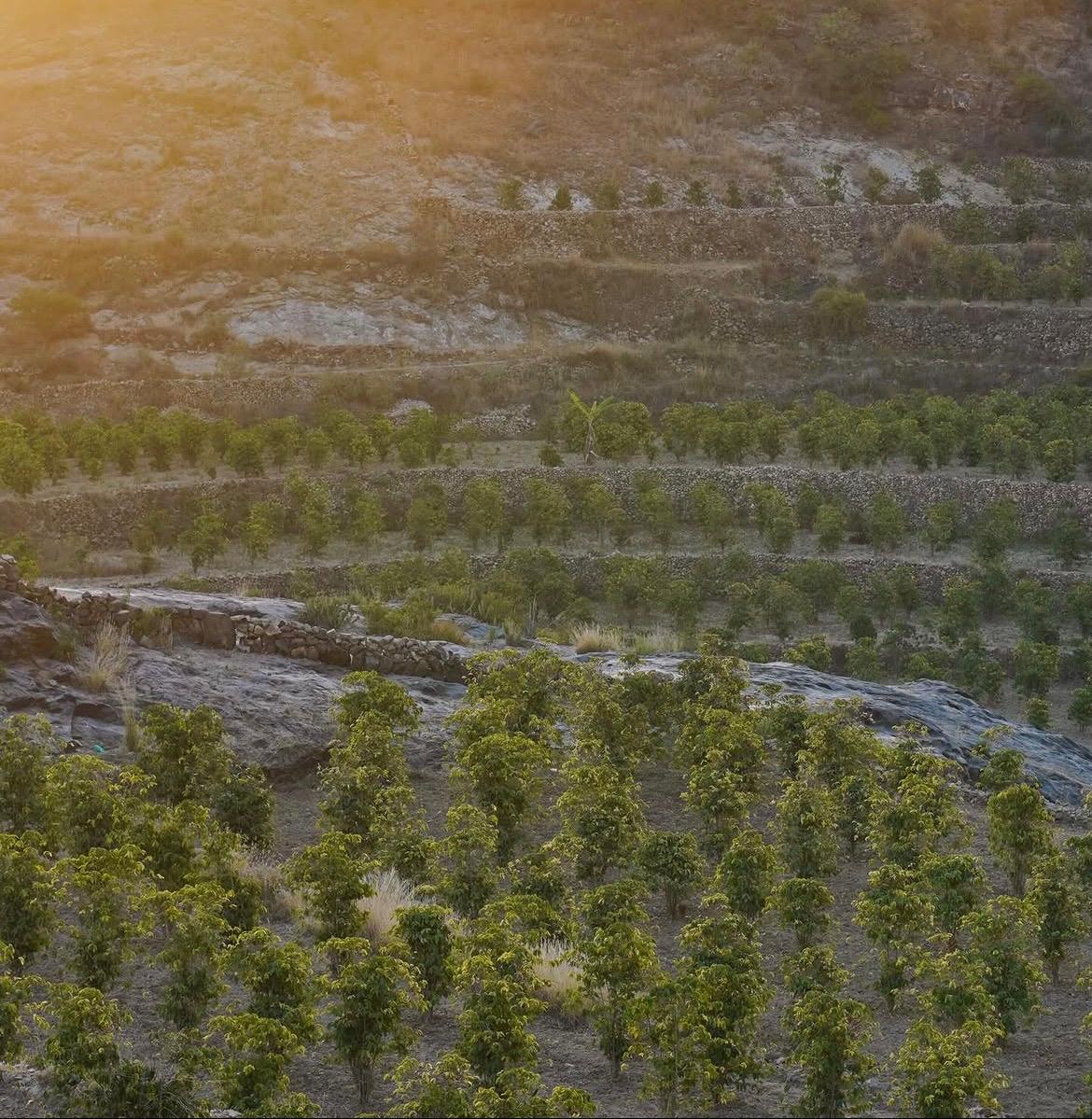 Mokha: The Yemeni Port That Named a Coffee