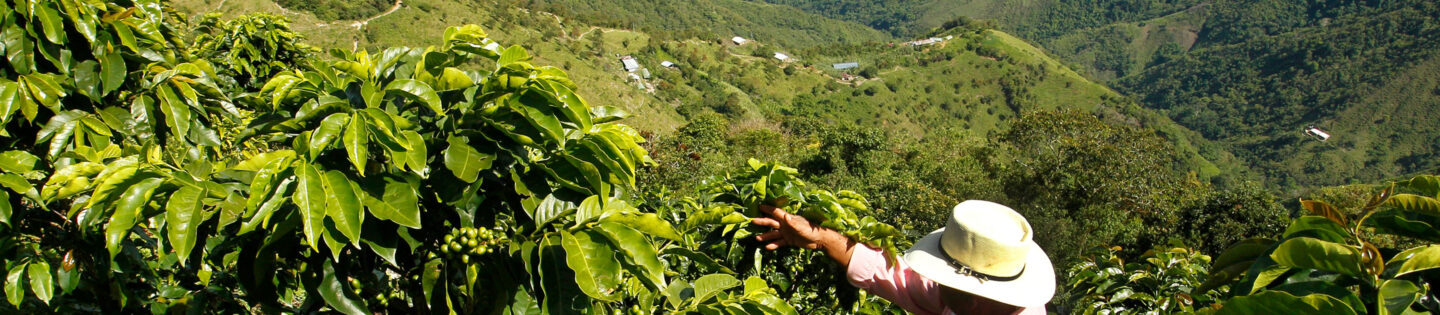 The Bean Belt: Why Coffee Only Grows Around the Equator