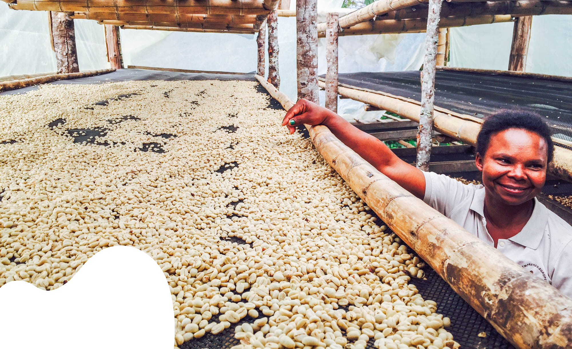 Washed, Natural, Honey: How Processing Decides Your Cup