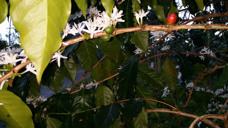 Hula Daddy Kona Coffee