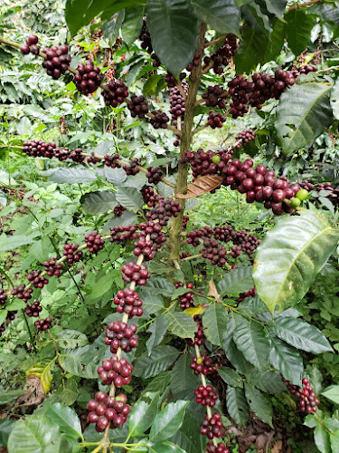 Jags Head Coffee