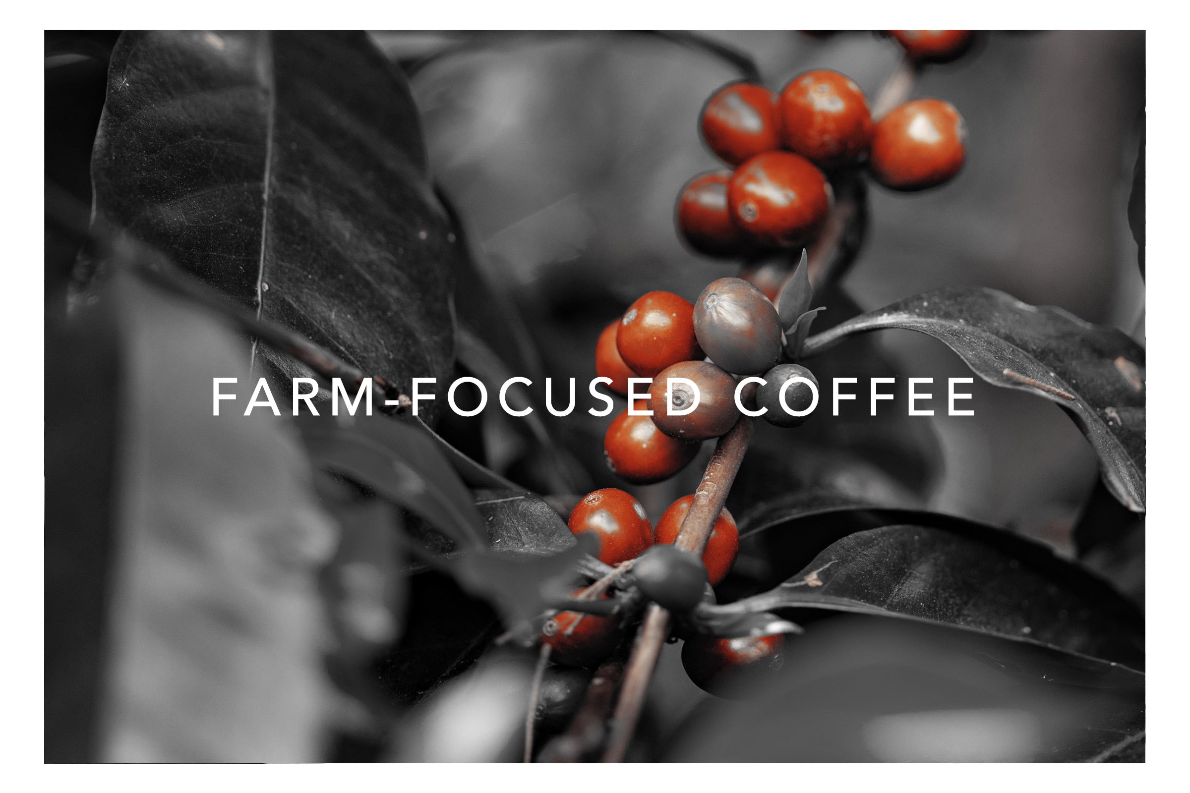 Sagebrush Coffee Shop & Roastery