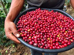 You Maka Me HOT Coffee Roasting Company & You Maka Me Sweet Candy & Pop & That Old Thing Tiny Shops (NEW)